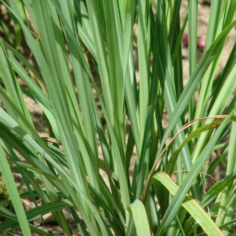 Citronella o Lemongrass