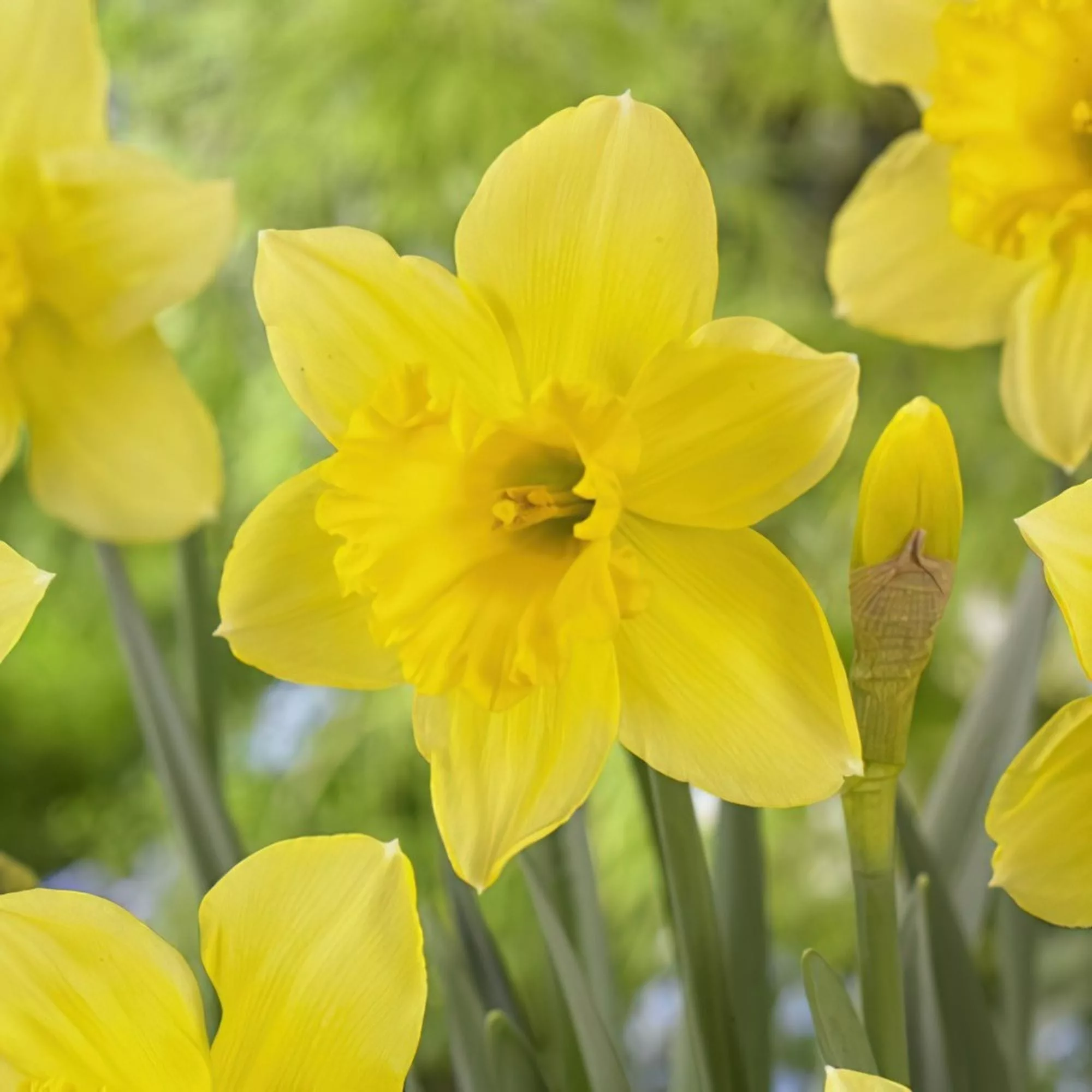 Narciso Large Cupped Carlton
