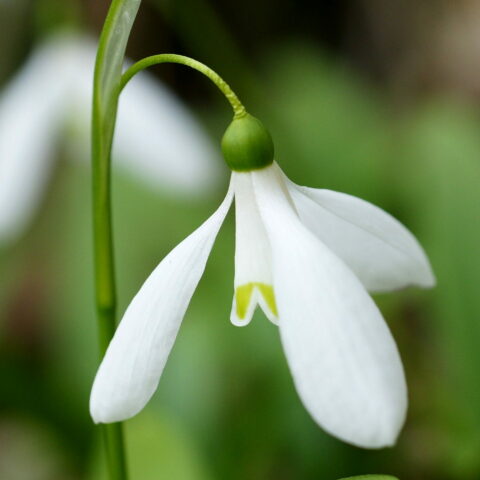 Galanthus woronowii