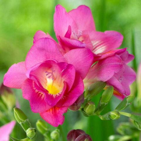 Freesia Double Pink