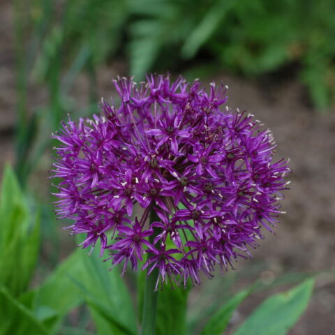 Allium aflatunense Purple Sensation