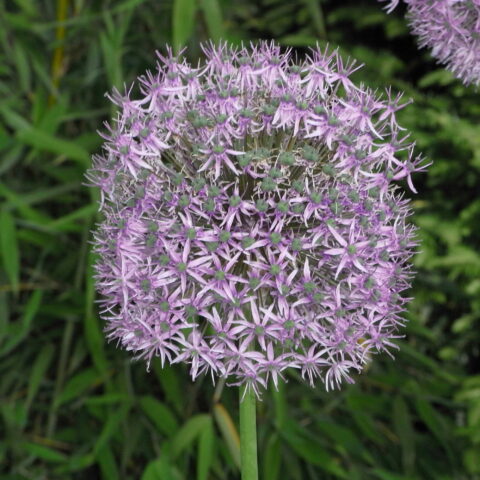 Allium christophii