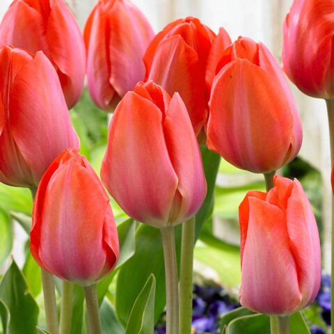 Tulipano Darwin Hybrid Orange Van Eijk