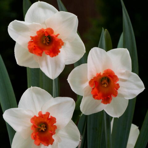 Narciso Large Cupped Cool Flame