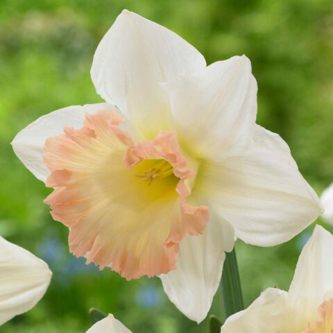 Narciso Trumpet British Gamble
