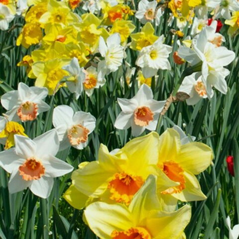 Narciso Large Cupped Mixed