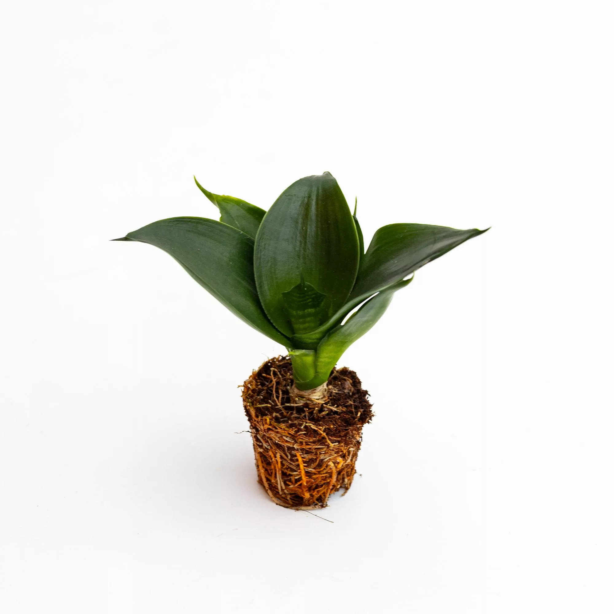 Sansevieria trifasciata "Hahnii" Baby Plant