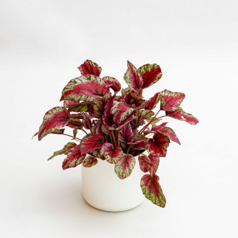 Begonia rex "Inca Flame"