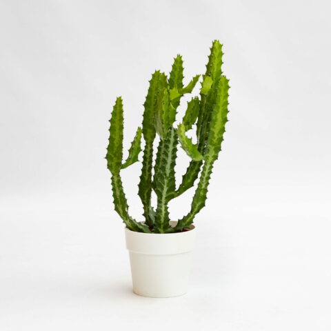 Euphorbia lactea