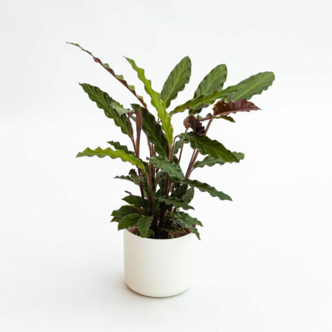 Calathea rufibarba