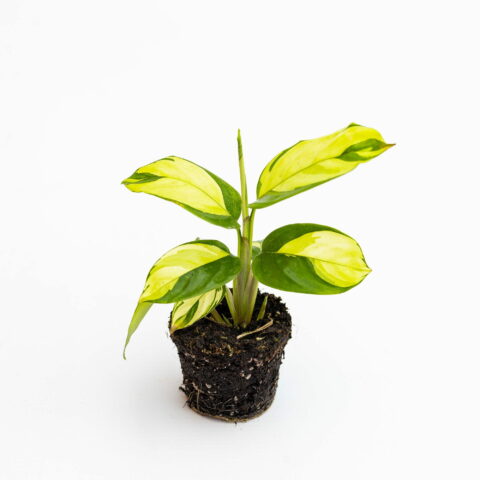 Ctenanthe lubbersiana "Golden Mosaic" Baby Plant