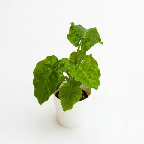 Alocasia "Low Rider"
