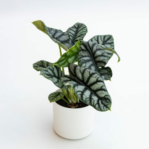 Alocasia "Silver Dragon"