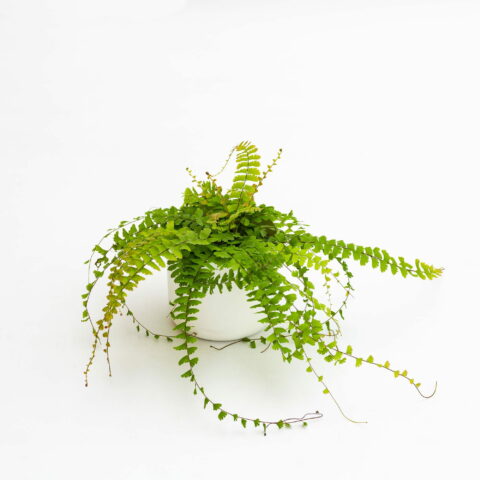 Adiantum caudatum
