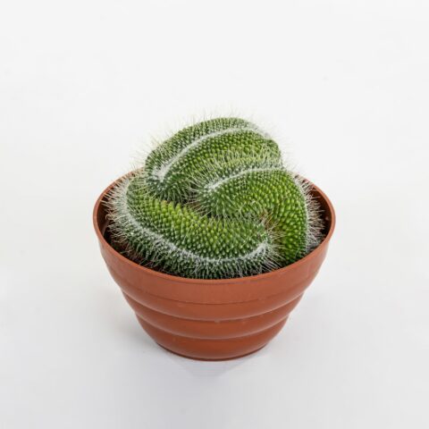 Mammillaria spinosissima cv. un pico f. crestata