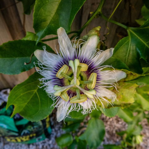 Passiflora edulis
