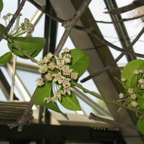 Hoya australis