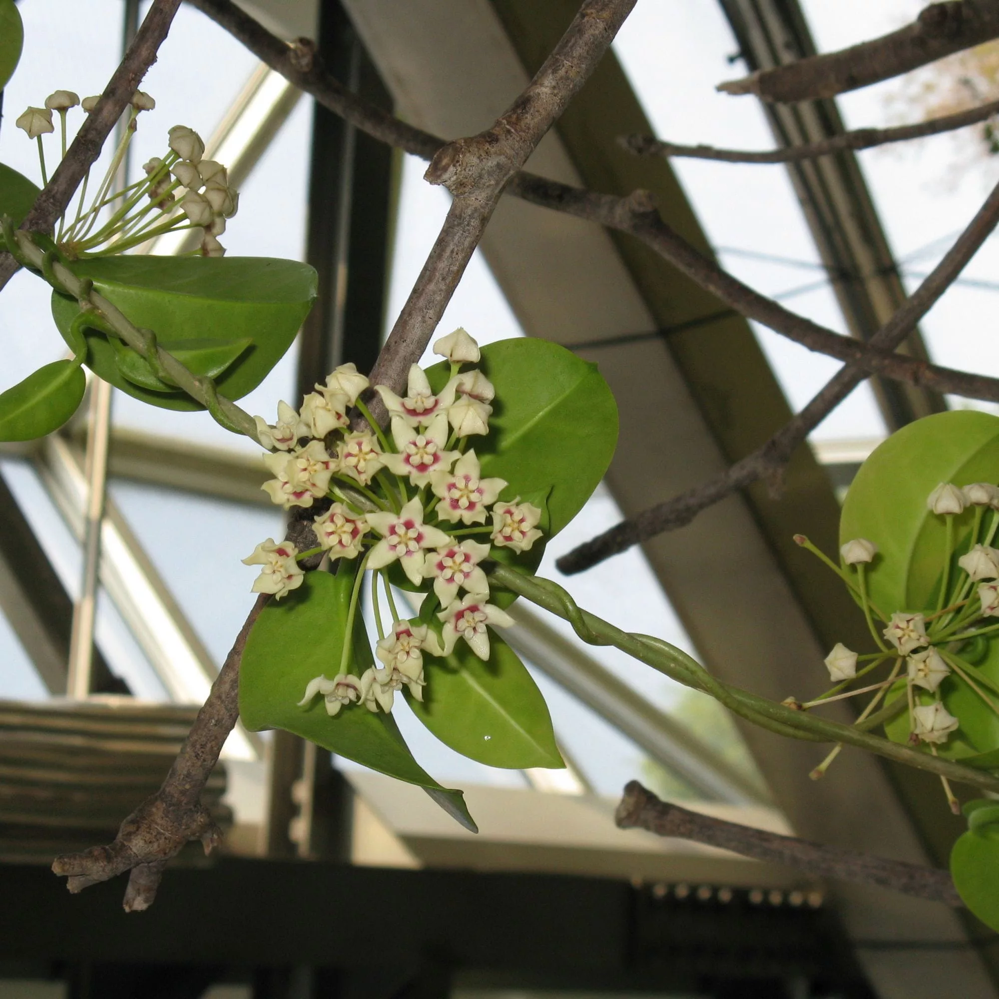 Hoya australis