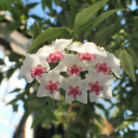 Hoya bella