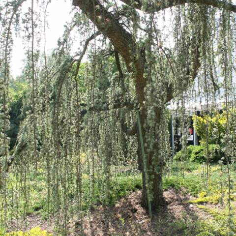 Cedrus libani"Glauca Pendula"