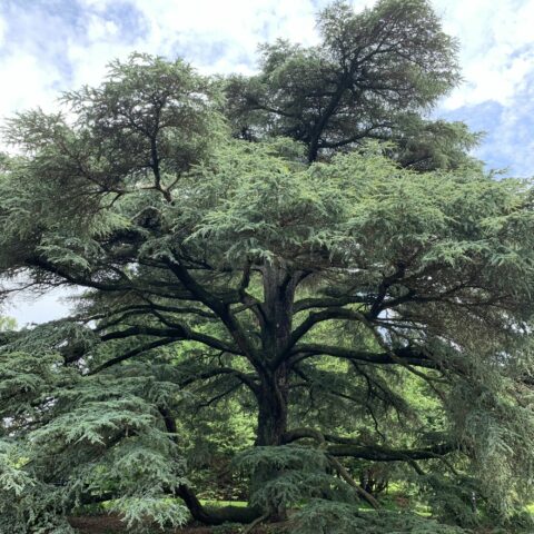 Cedrus atlantica "Glauca"