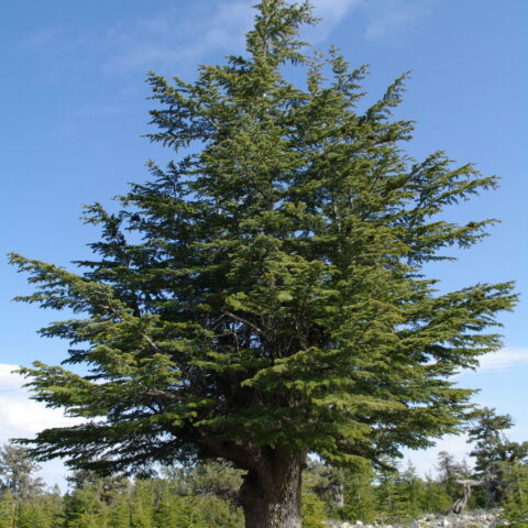 Cedrus libani