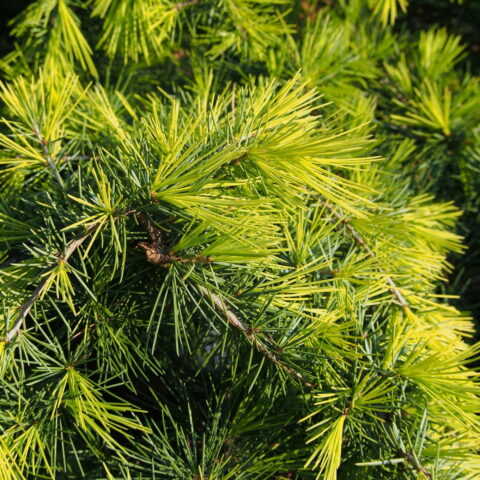 Cedrus deodara "Golden Horizon"