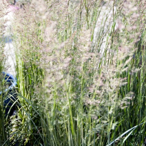 Calamagrostis x acutiflora "Karl Foerster"