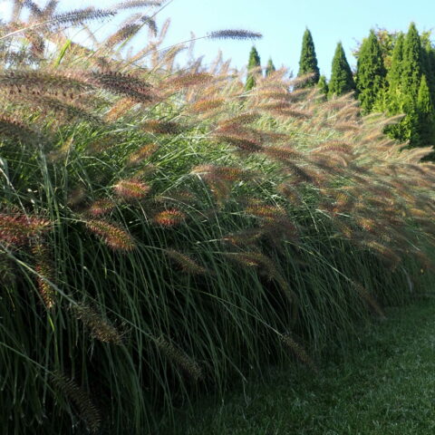 Pennisetum alopecuroides "Hameln"