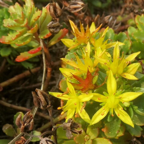 Sedum "Weihenstephaner Gold"