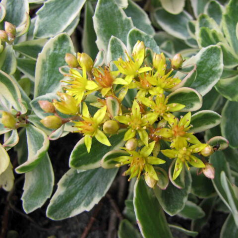 Sedum kamtschaticum "Variegatum"