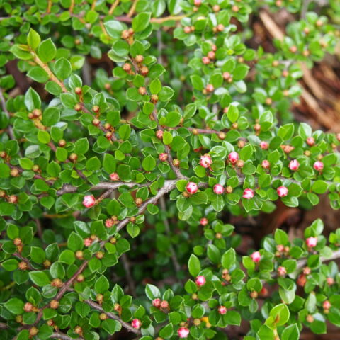 Cotoneaster horizontalis