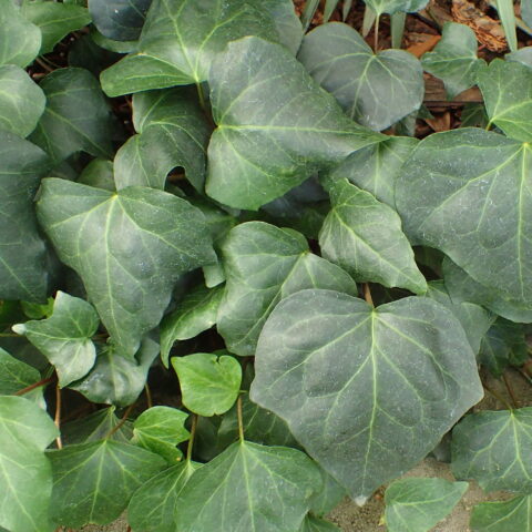 Hedera algeriensis