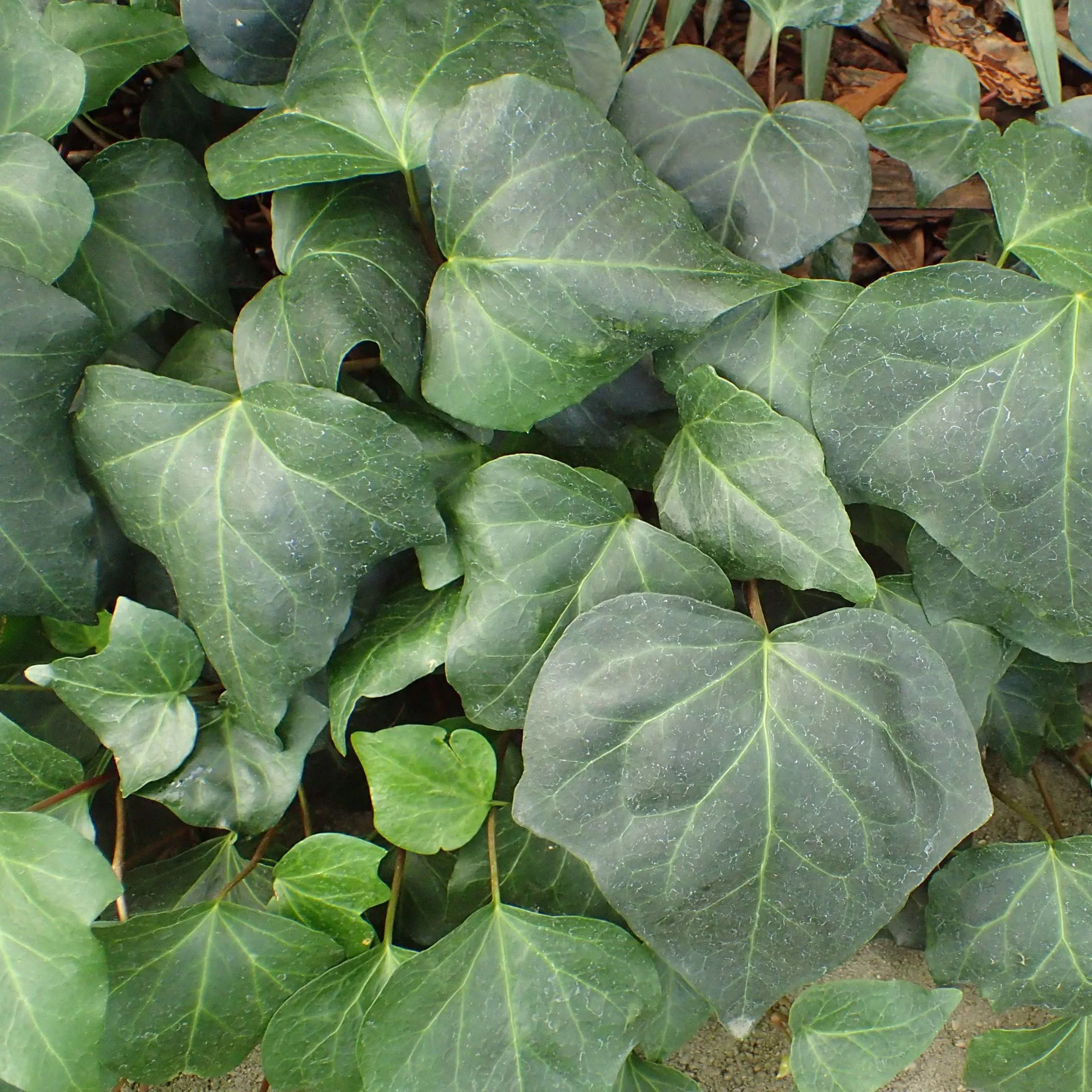 Hedera algeriensis