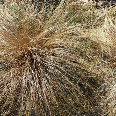 Carex comans "Bronze Form"