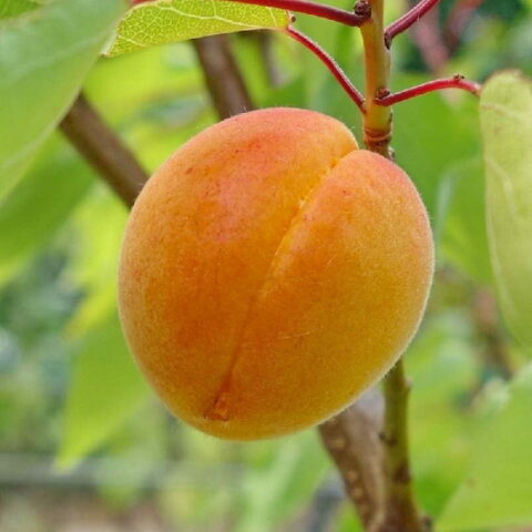 Albicocco "Caldesi"