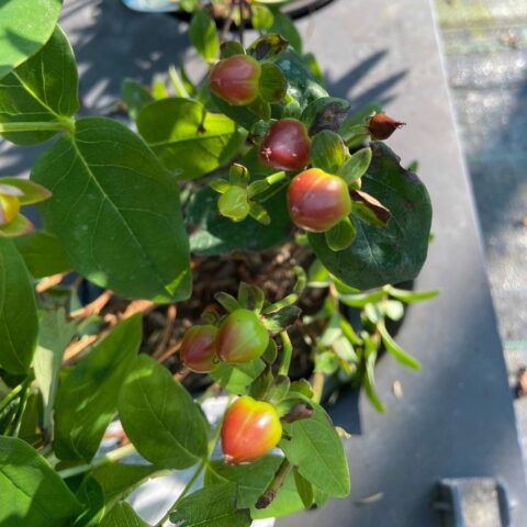 Hypericum x inodorum "Black Berry"