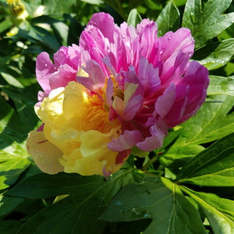 Paeonia "Lemon Dream"