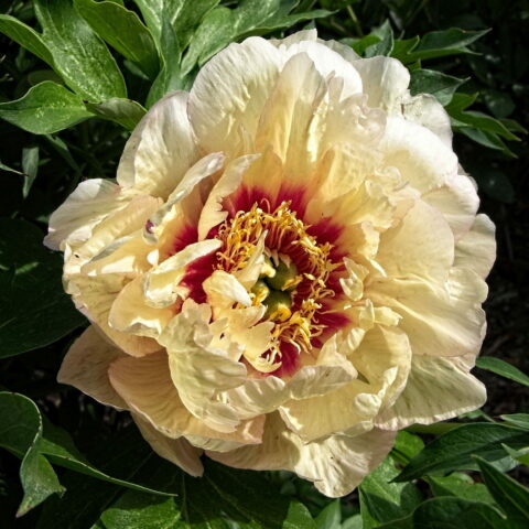 Paeonia "Callie's Memory"