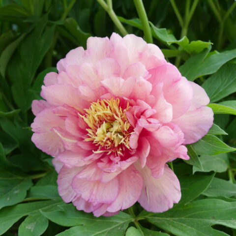 Paeonia "Hillary"