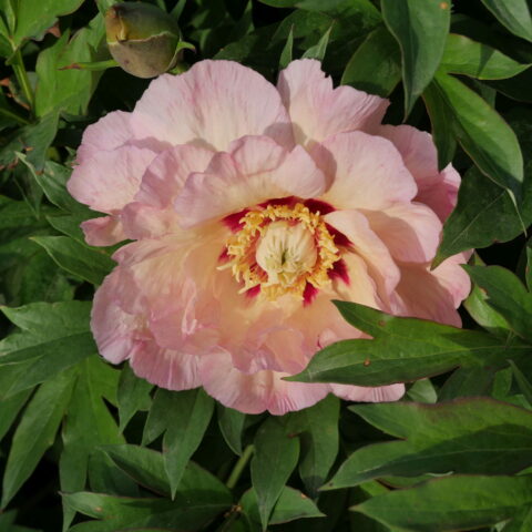 Paeonia "Pastel Splendor"