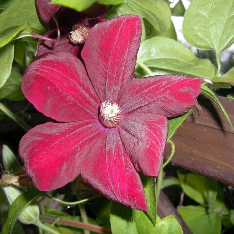 Clematis "Rouge Cardinal"