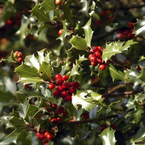 Ilex aquifolium "Alaska"