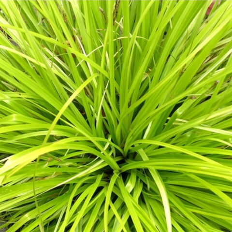 Carex oshimensis "Everillo"