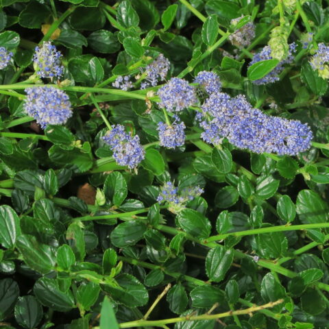 Ceanothus thyrsiflorus "Repens"