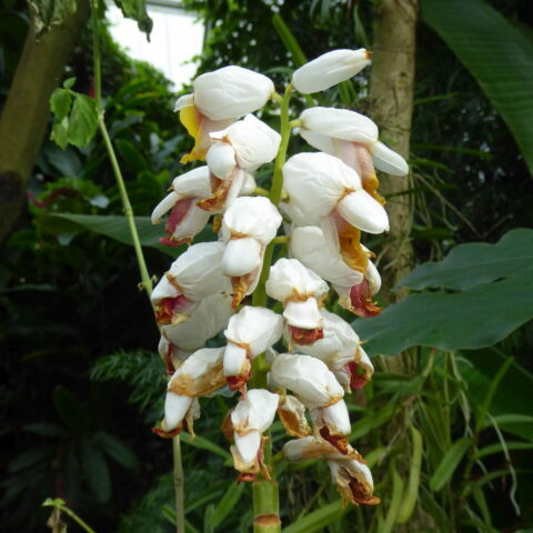 Alpinia nutans