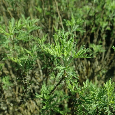 Abrotano