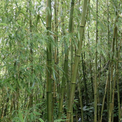 Phyllostachys bissetii