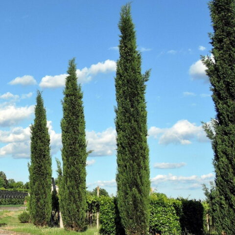 Cupressussempervirens "Totem"