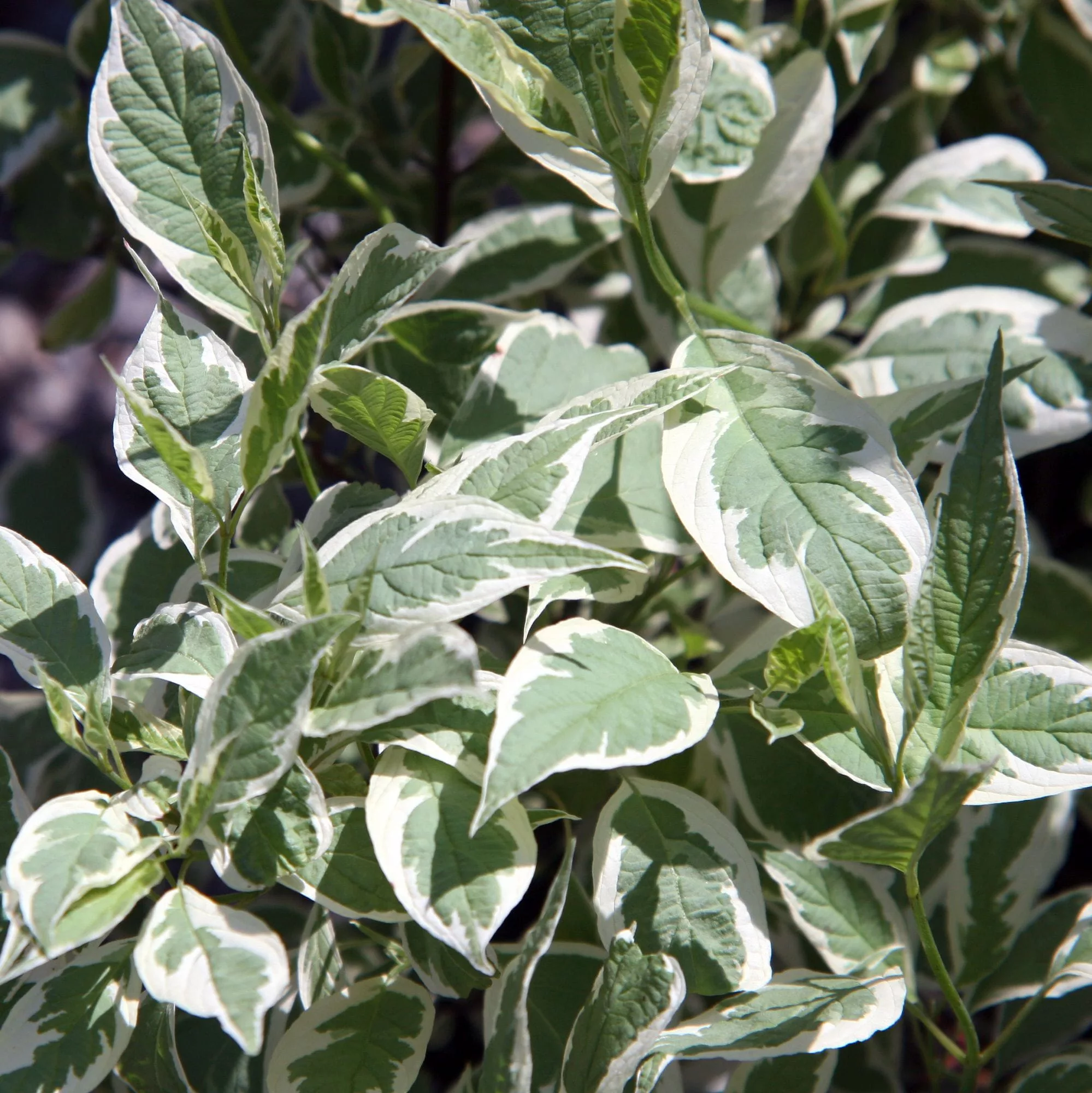 Cornus alba "Ivory Halo"